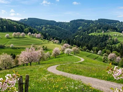 KI-generiertes Symbolbild: Frühlingslandschaft im Schwarzwald mit blühenden Bäumen auf grünen Hügeln