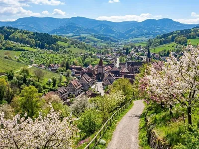 KI-generiertes Symbolbild: Blühende Obstbäume über einer Fachwerk-Altstadt im Schwarzwald